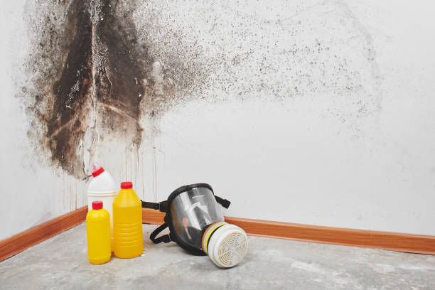 Best Residential Mold Remediation in Rossmoor, CA