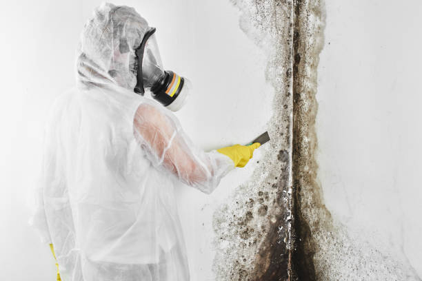 Professional Mold Remediation in Rossmoor, CA