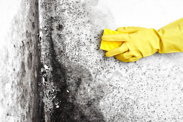 Best Post-Flood Mold Remediation in Rossmoor, CA