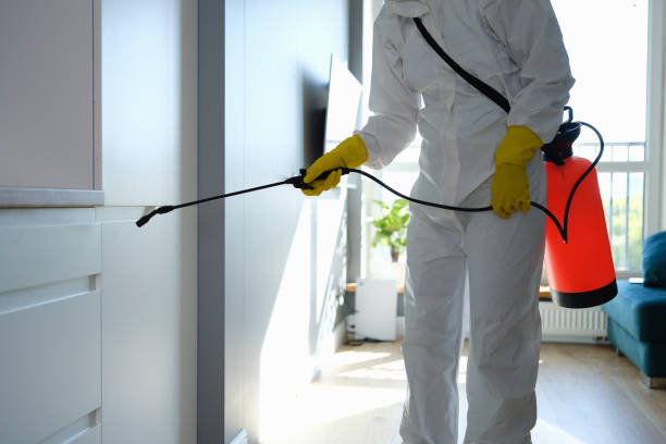 Best DIY Mold Remediation Support Services in Rossmoor, CA