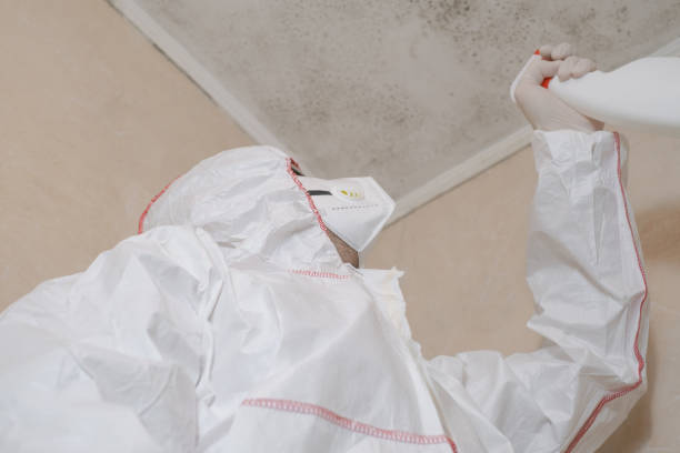 Best Insurance-Related Mold Remediation in Rossmoor, CA