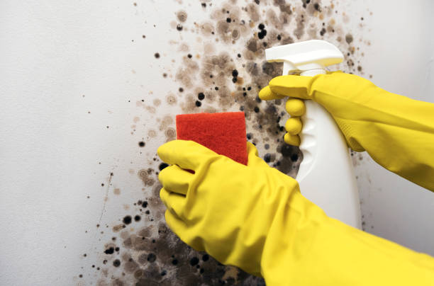 Best Health and Safety Mold Remediation in Rossmoor, CA