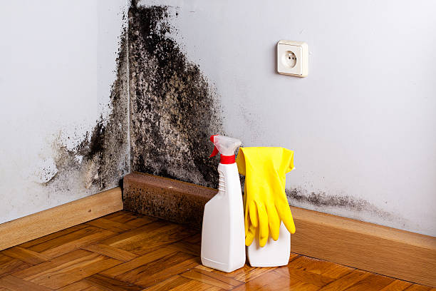 Best Localized Mold Remediation (e.g., coastal areas, humid climates) in Rossmoor, CA